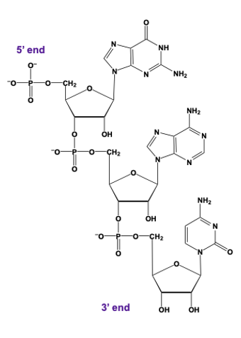 trinucleotide