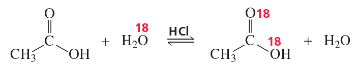 Chemical reaction showing acid-catalyzed ester hydrolysis with isotopically labeled water, highlighting oxygen labeling.