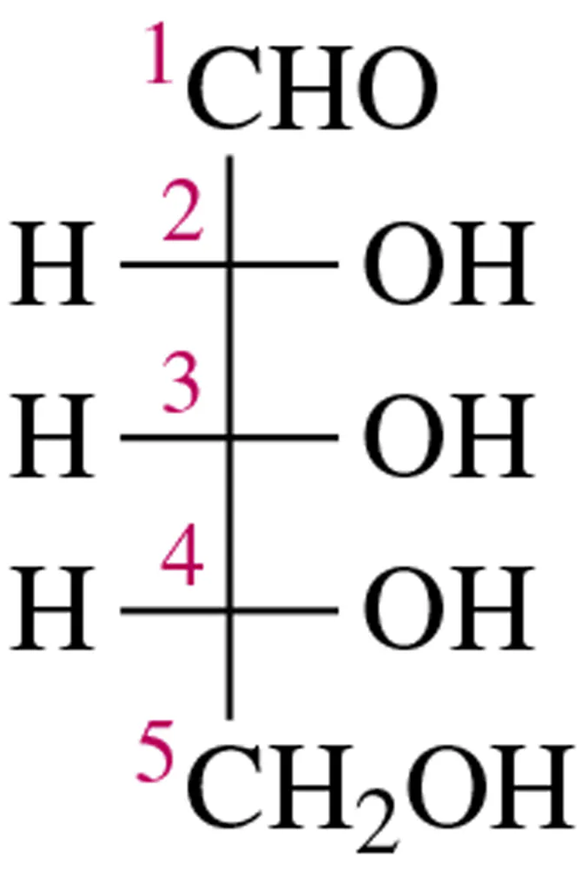 Structural representation of a monosaccharide with labeled carbon atoms and functional groups for Haworth projection.