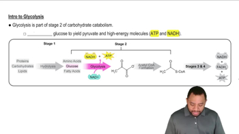 Intro to Glycolysis Concept 2