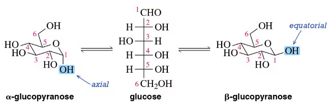 Diagram illustrating the conversion of α-d-glucopyranose to β-d-glucopyranose, highlighting axial and equatorial positions of hydroxyl groups.