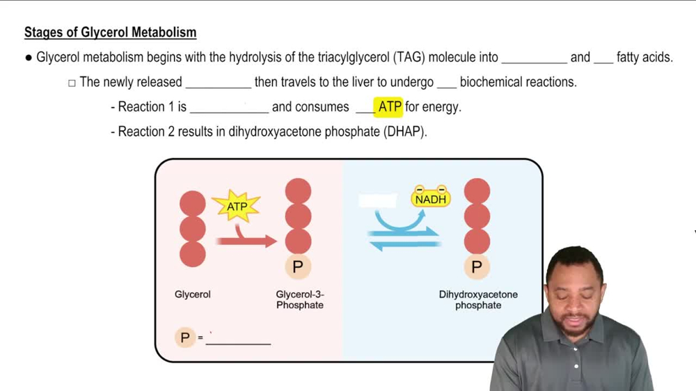 Glycerol Metabolism Concept 2