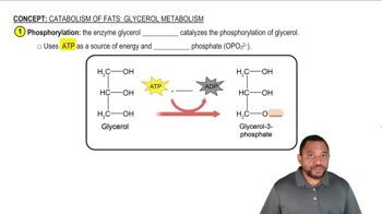 Glycerol Metabolism Concept 3