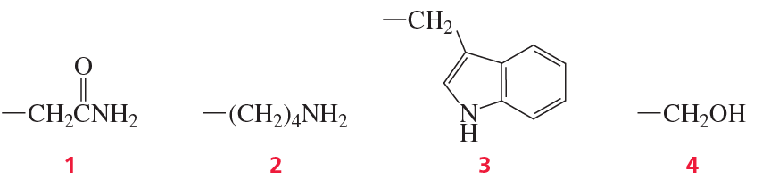 Structures of amino acids with potential to form imines, labeled 1 to 4, highlighting their side chains.