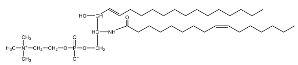 sphingomyelin