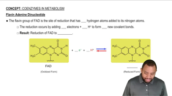 Flavin Adenine Dinucleotide Concept 4