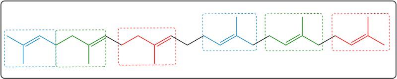 Further highlighting of isoprene units in squalene structure.