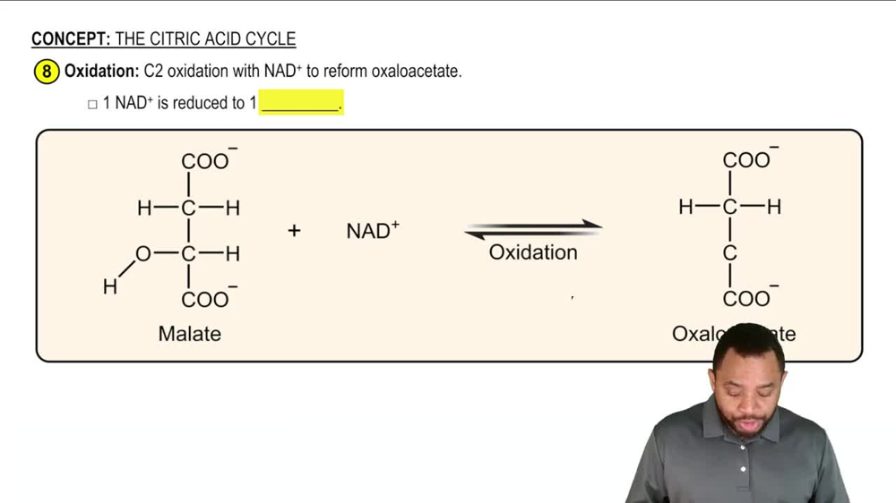 The Citric Acid Cycle Concept 11