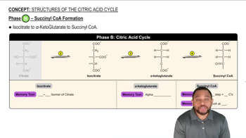 Succinyl CoA Formation Concept 3