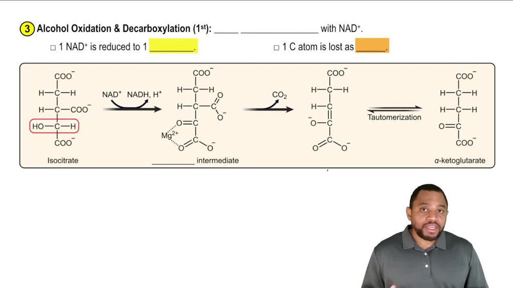 The Citric Acid Cycle Concept 5