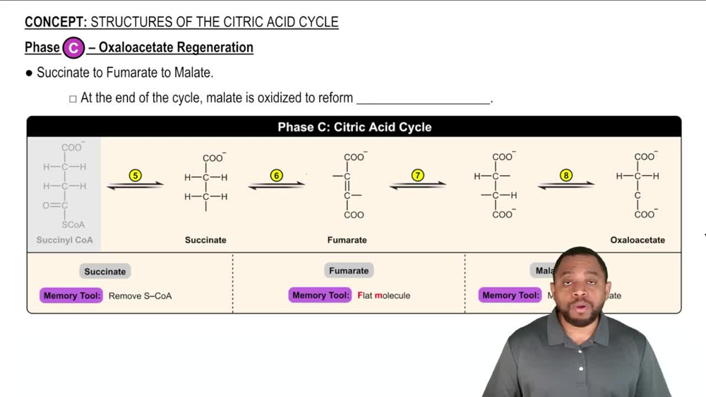 Oxaloacetate Regeneration Concept 4