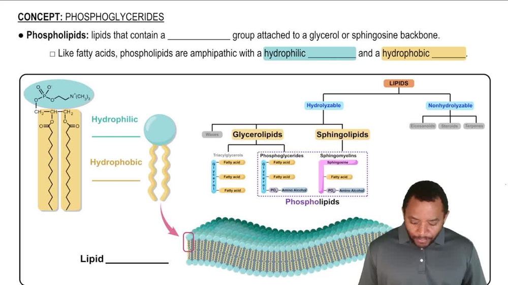 Phosphoglycerides Concept 1