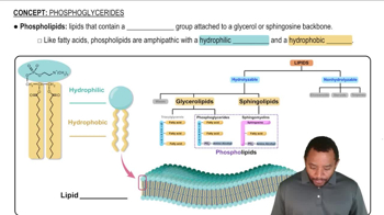 Phosphoglycerides Concept 1