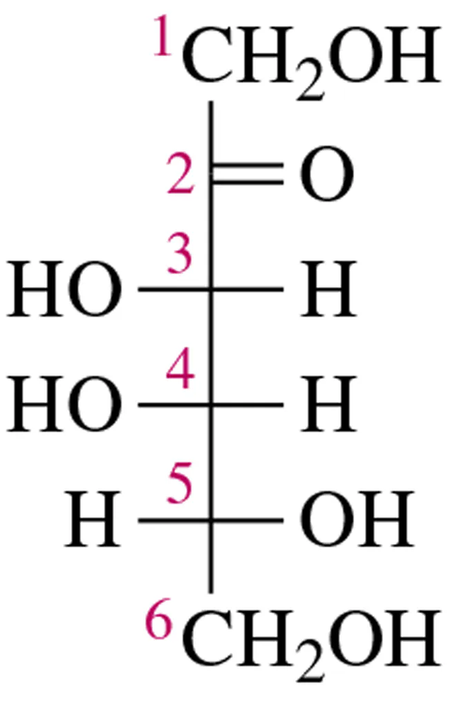Haworth projection of a furanose ring showing carbon and hydroxyl groups for a monosaccharide structure.