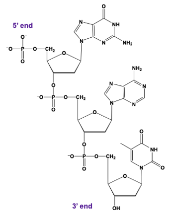 DNA trinucleotide