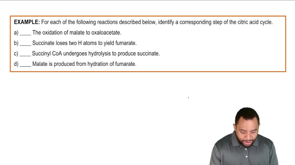 The Citric Acid Cycle Example 4