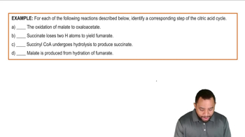 The Citric Acid Cycle Example 4