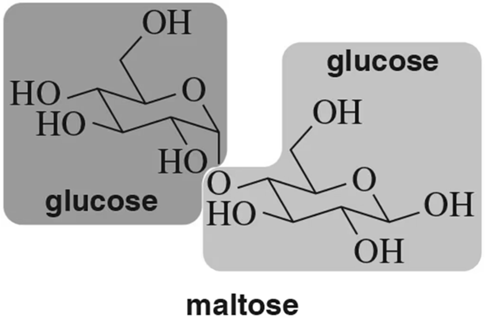 Structural representation of maltose, showing two glucose units and their chemical bonds.