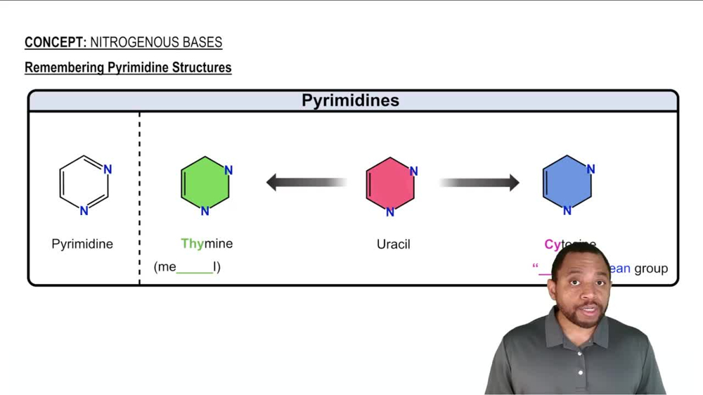 Nitrogenous Bases Concept 2