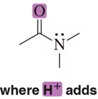 Diagram illustrating resonance structures, highlighting where H+ adds to the molecule with labeled oxygen and nitrogen atoms.