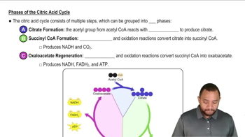 Intro to Citric Acid Cycle Concept 2