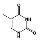thymine structure