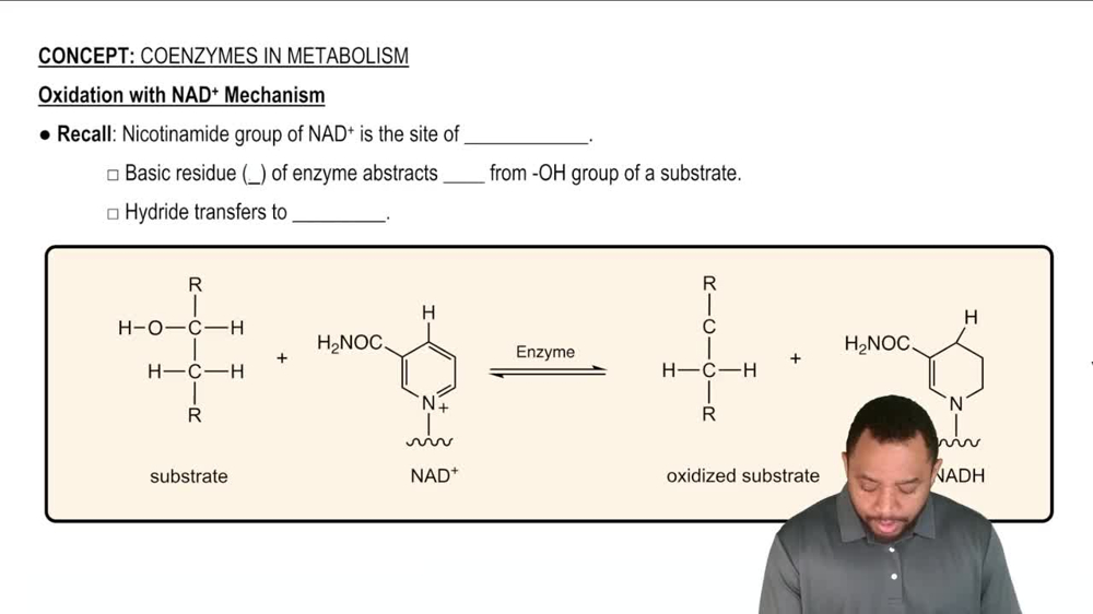 Coenzymes in Metabolism Concept 3