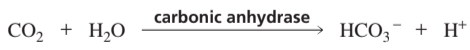 Chemical reaction showing carbon dioxide and water converting to bicarbonate ion and hydrogen ion, catalyzed by carbonic anhydrase.