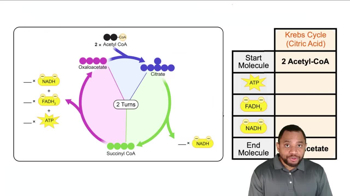 The Citric Acid Cycle Concept 14