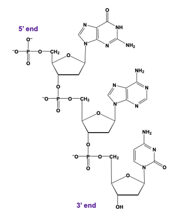 DNA trinucleotide