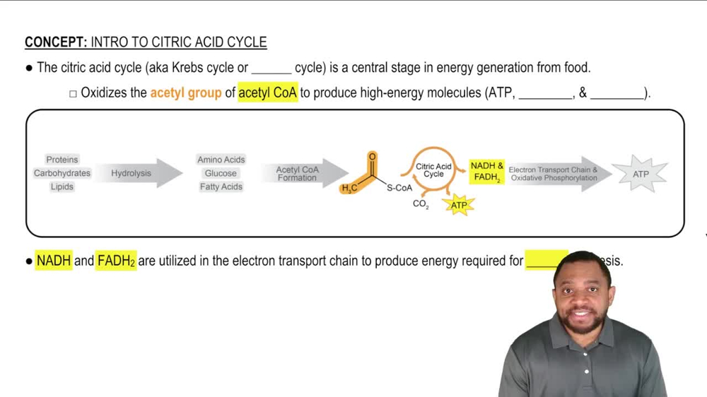 Intro to Citric Acid Cycle Concept 1