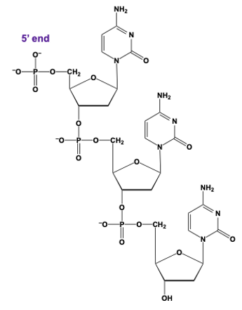 trinucleotide