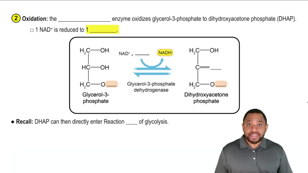 Glycerol Metabolism Concept 4