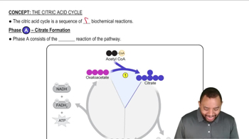 The Citric Acid Cycle Concept 1