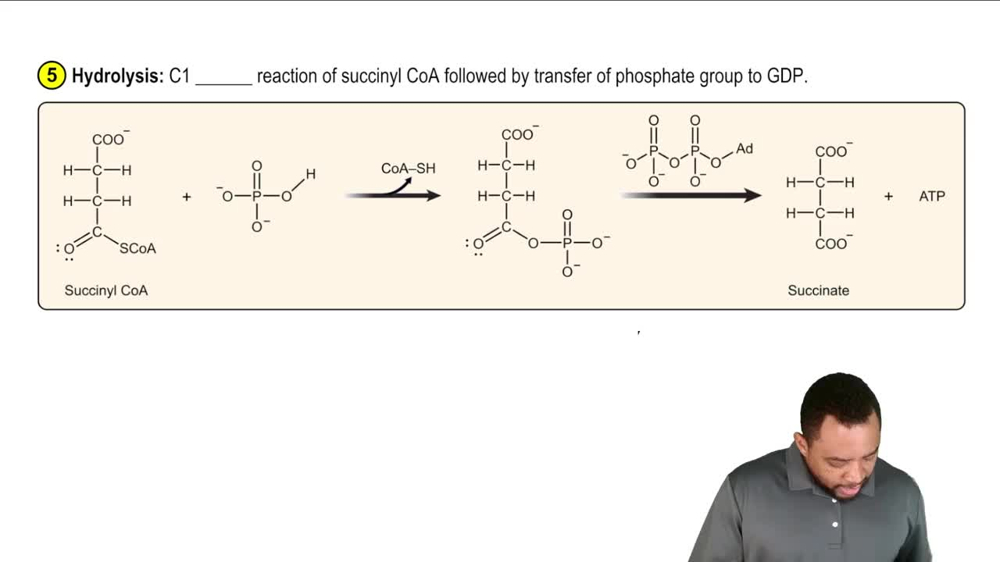 The Citric Acid Cycle Concept 8