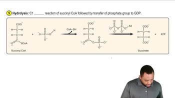 The Citric Acid Cycle Concept 8