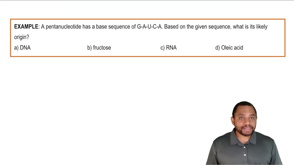 Primary Structure of Nucleic Acids Example 1