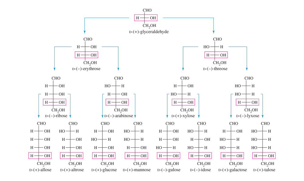 Diagram of aldoses showing D-glyceraldehyde and its enantiomers, including D-galactose and C5 epimer of D-glucose.