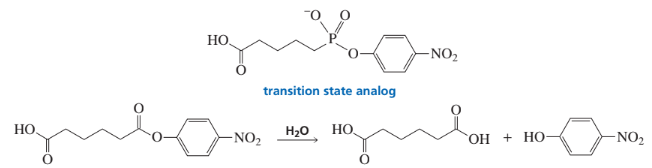 Chemical structures illustrating a transition state analog and its role in hydrolysis reactions.