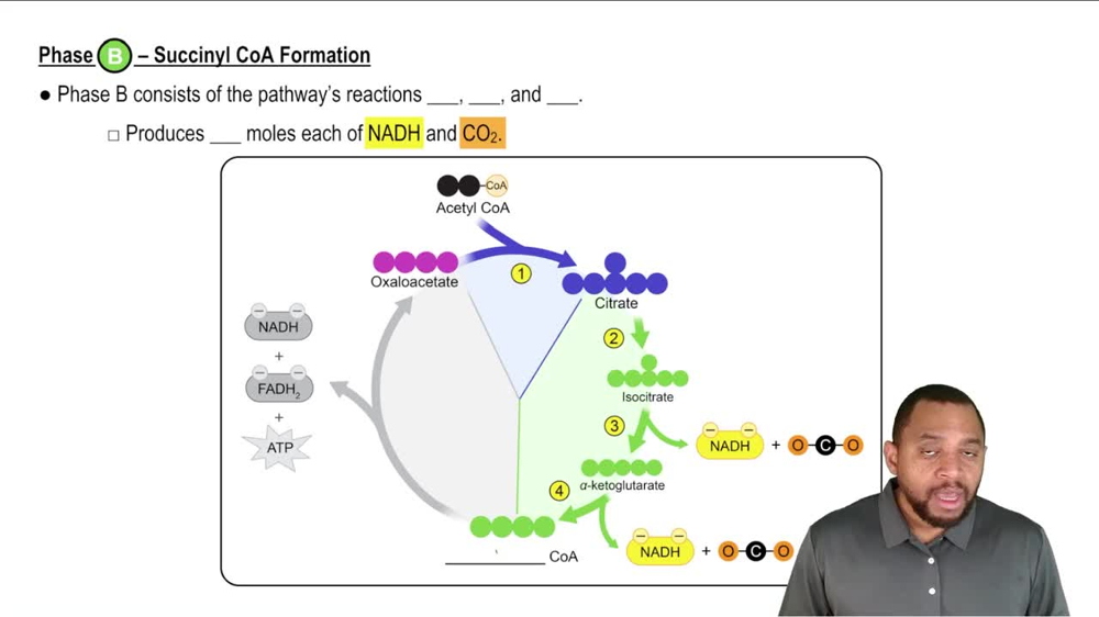 The Citric Acid Cycle Concept 3