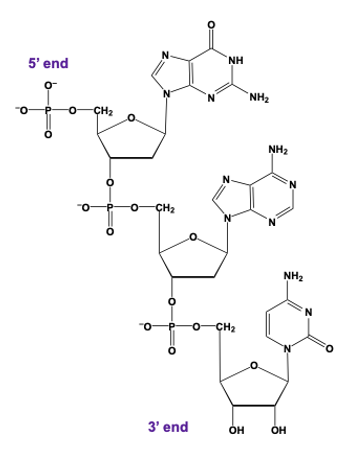 DNA trinucleotide