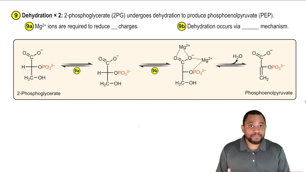 Glycolysis Reaction 9