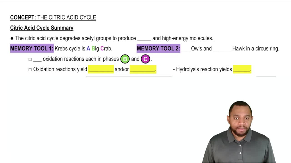 The Citric Acid Cycle Concept 13