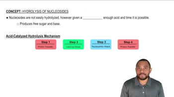 Hydrolysis of Nucleosides Concept 1