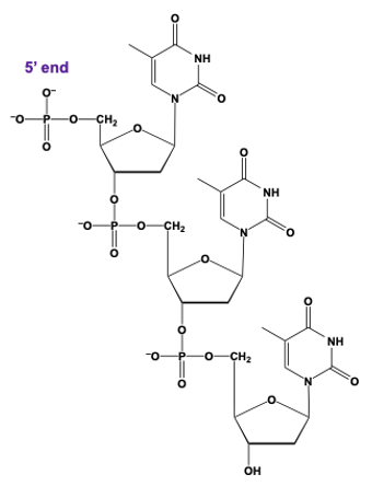 trinucleotide