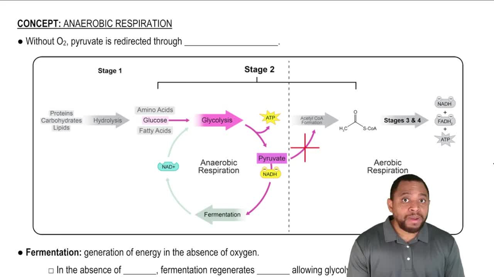 Anaerobic Respiration Concept 1