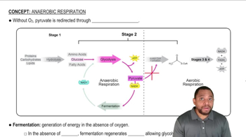 Anaerobic Respiration Concept 1