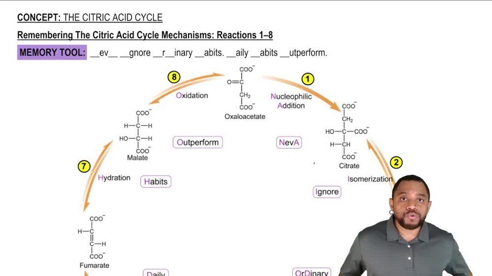 The Citric Acid Cycle Concept 12