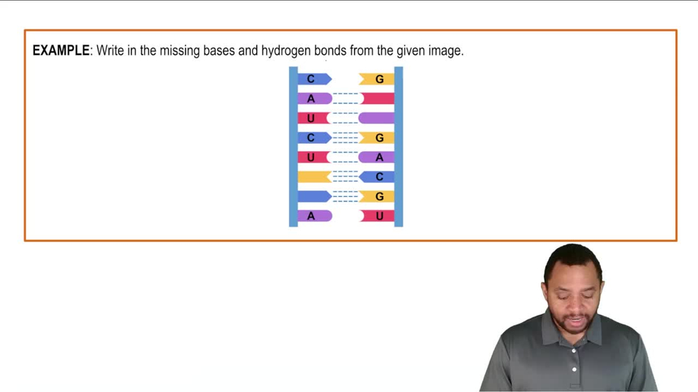 Base Pairing Example 1