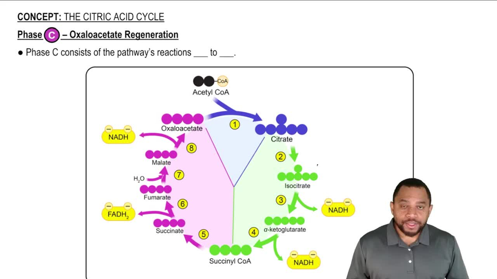 The Citric Acid Cycle Concept 7